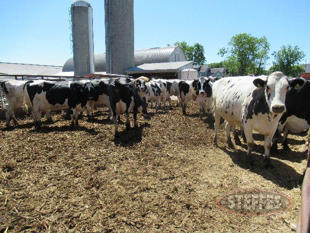 (65) Commercial Holstein